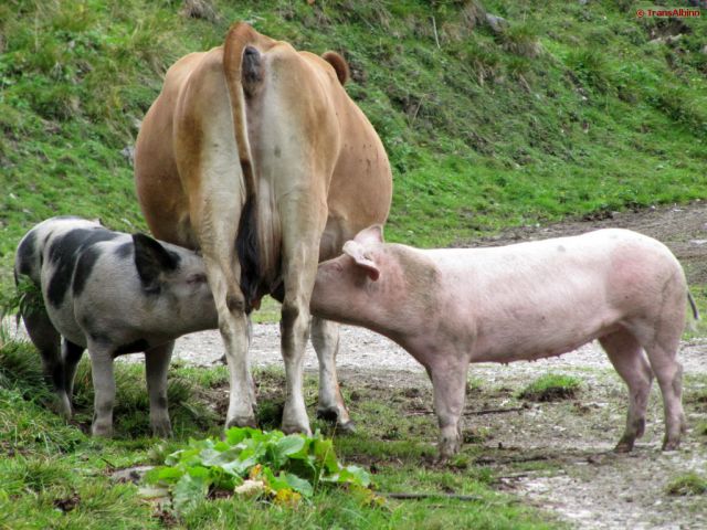 Transalp Lexikon - Schweine ta-lexikon Schweine